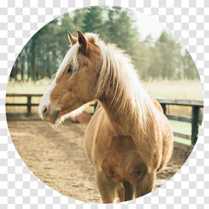 Black Forest Horse American Quarter Arabian Equestrian Pony - Pink Stallion Transparent PNG