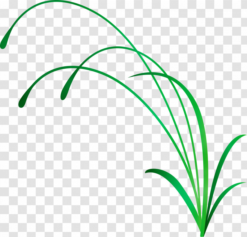 Green Leaf Plant Grass Grass Family Transparent PNG