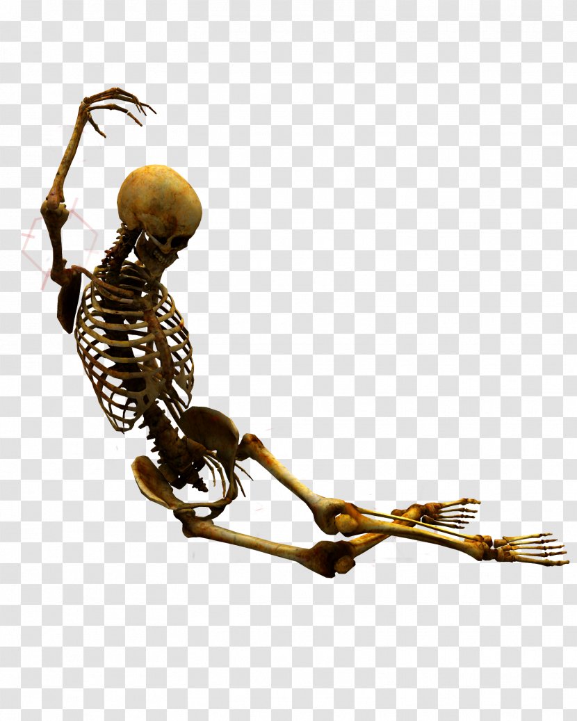 Skeleton At The 2018 Winter Olympics - Bone - Women Human SkeletonSkeleton Transparent PNG