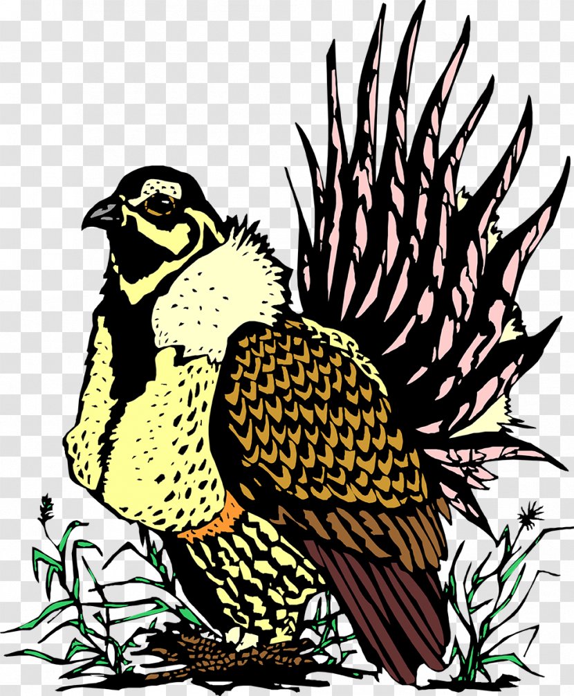 Owl Galliformes Beak Hawk - Falcon Transparent PNG