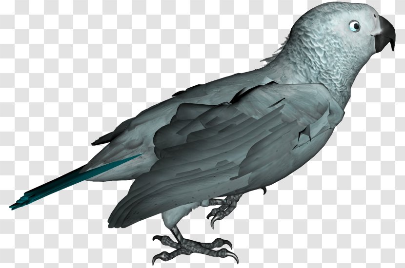 Budgerigar Parrot Lovebird - Parakeet Transparent PNG