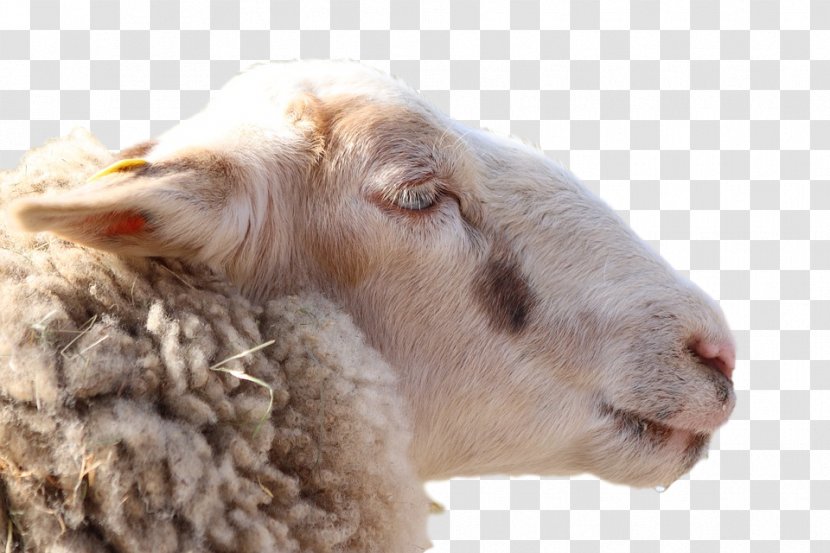 Sheep Fauna Fur Snout - Goatantelope Transparent PNG