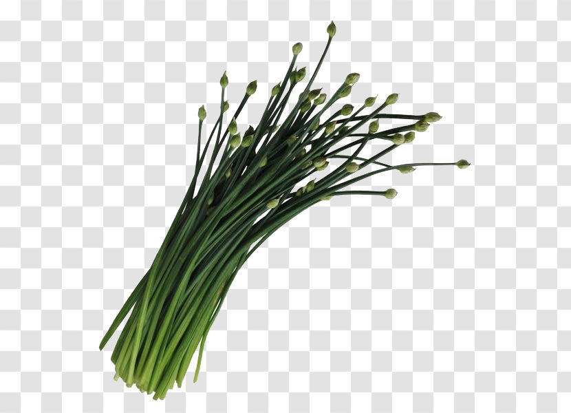 Onion Cartoon - Chives - Amaryllis Family Flower Transparent PNG