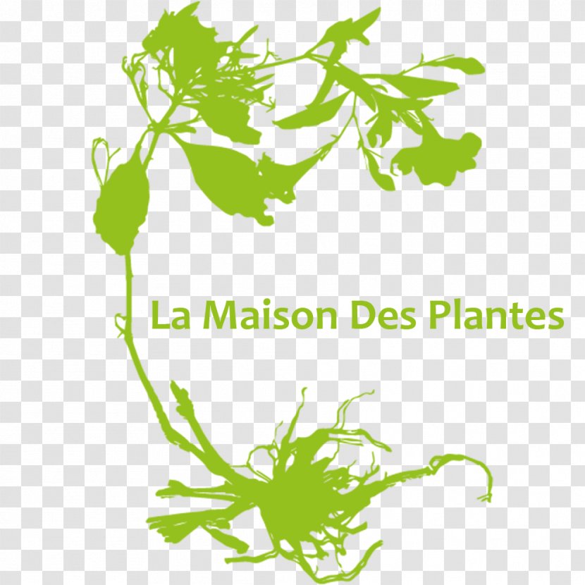 Vector Graphics Plants House Ornamental Plant - Leaf - Plantes De Maison Transparent PNG
