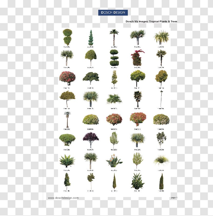 Tree Plant Arecaceae Conifers Tropics - Garden Design Transparent PNG