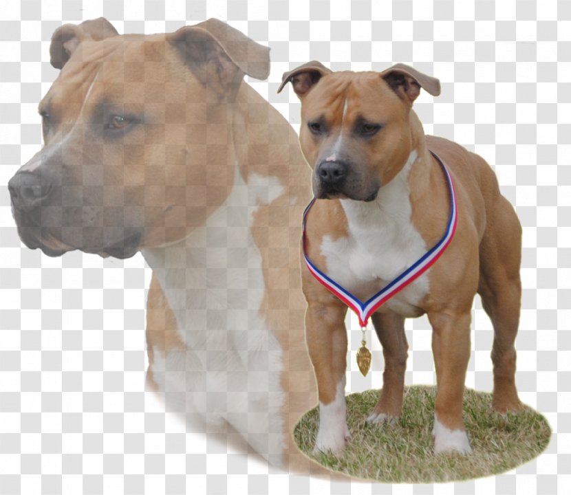 American Staffordshire Terrier Dog Breed Pit Bull - Like Mammal - Puppy Transparent PNG