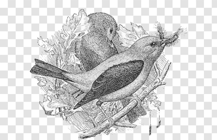 Bird Sparrow Drawing - Hand Drawn Transparent PNG