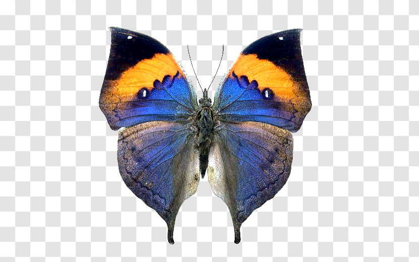 Butterfly Insect Orange Oakleaf Stock Photography - Can Photo Transparent PNG