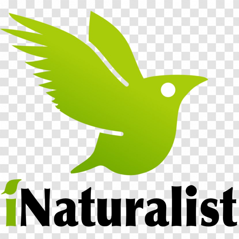 INaturalist Android IPhone - Inaturalist - Citing Transparent PNG