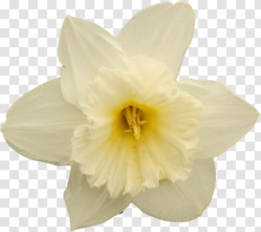 Narcissus Flowering Plant Petal - Amaryllis Family Transparent PNG