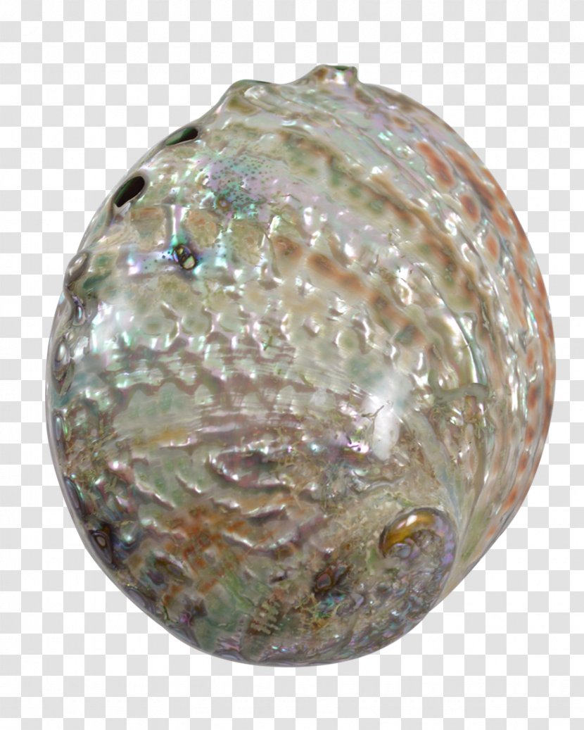 Abalone Gemstone Seashell Christmas Ornament Jewelry Design Transparent PNG