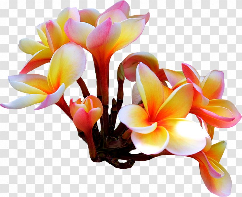 Flower Frangipani Clip Art Transparent PNG