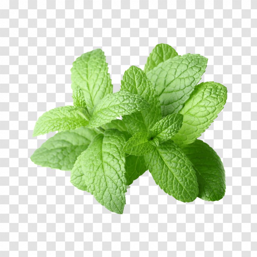 Peppermint Extract Essential Oil Mentha Spicata - Menthol Transparent PNG