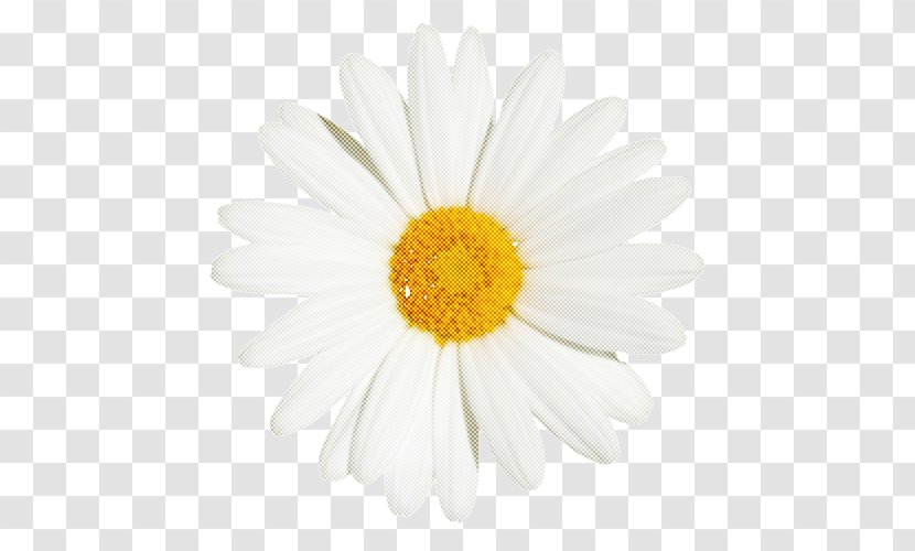 Daisy - White - Camomile Chamomile Transparent PNG