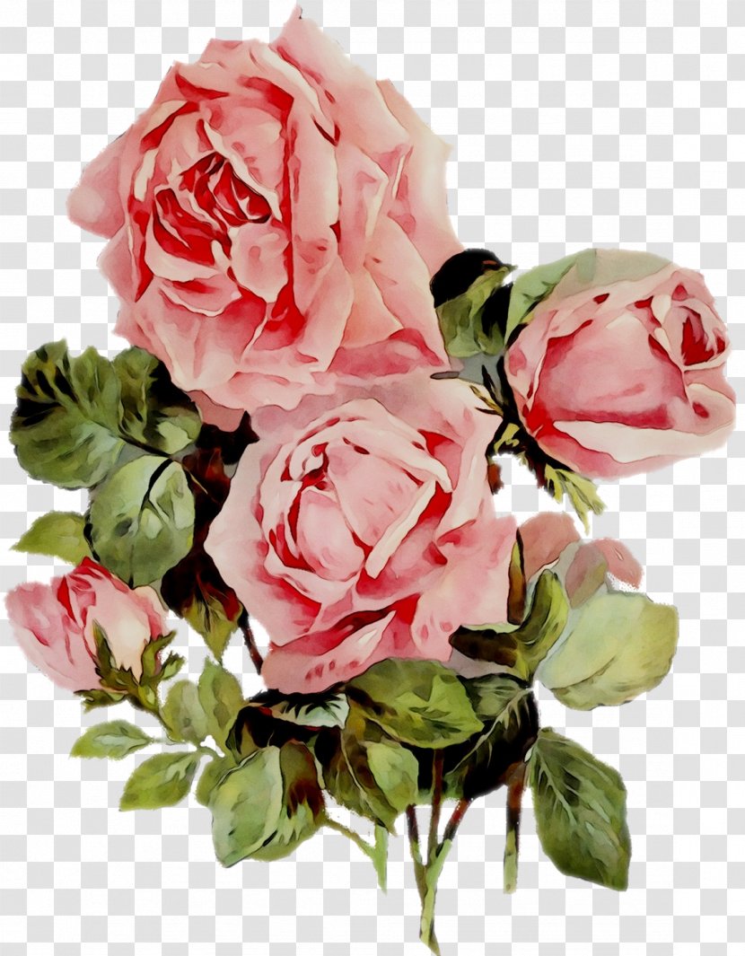 Cabbage Rose Garden Roses Flower Pink - Bouquet - Floribunda Transparent PNG