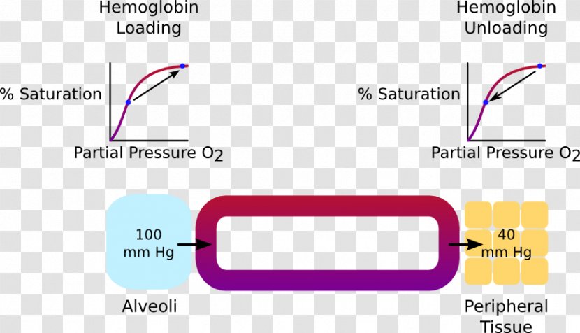 Oxygen–hemoglobin Dissociation Curve Molecular Orbital Diagram Technology - Definition - Means Of Transport Transparent PNG