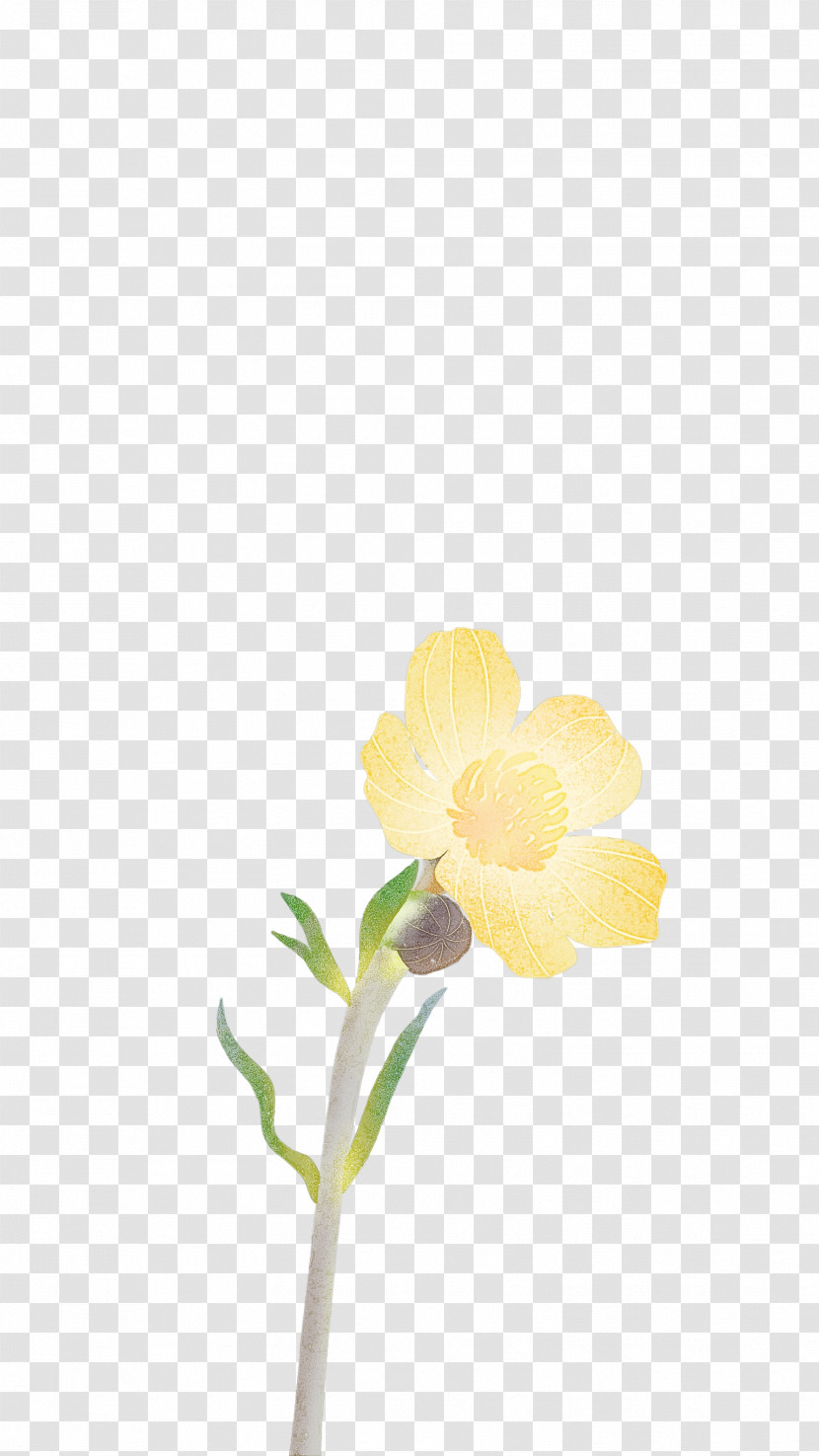 Plant Stem Cut Flowers Moth Orchids Petal Yellow Transparent PNG