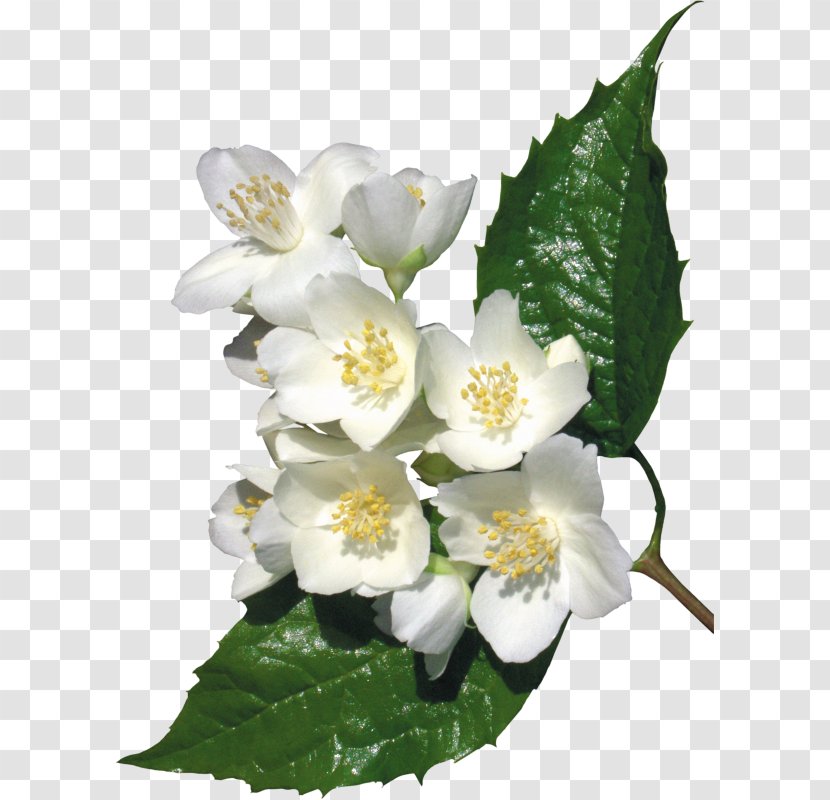 Jasmine Flower Lilium Clip Art - Perfume Transparent PNG