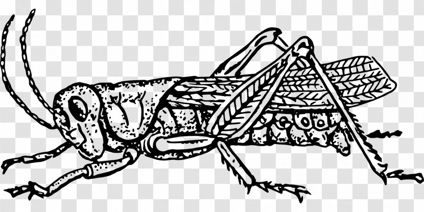 Grasshopper Clip Art - Organism Transparent PNG