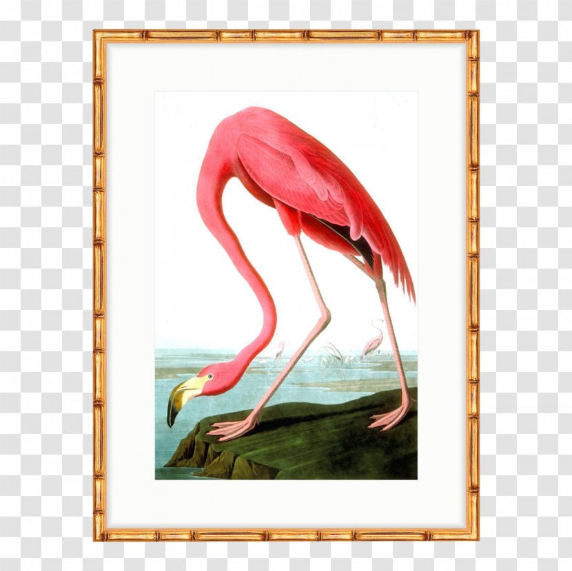 The Birds Of America American Flamingo National Audubon Society - John James Transparent PNG