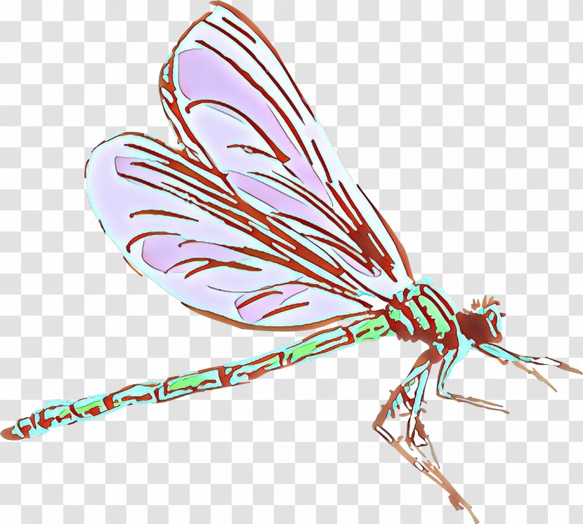 Feather - Damselfly Fly Transparent PNG
