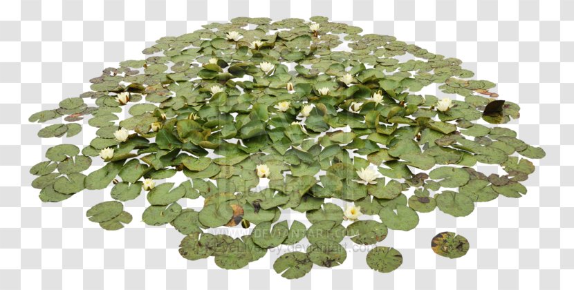 Pond Aquatic Plants Water Lily Lilies - Jewelry Making Transparent PNG