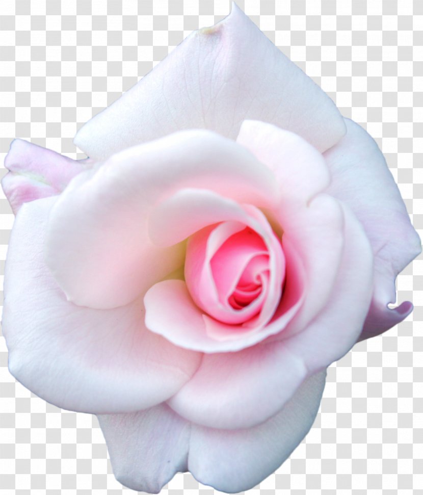 Centifolia Roses White Pink Garden - Internet Media Type Transparent PNG
