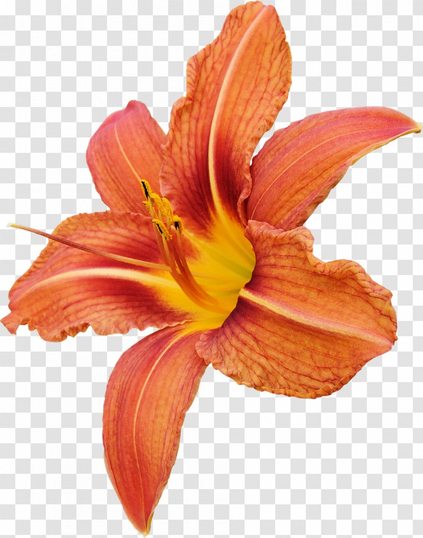 Cut Flowers Orange Lilium - Petal - Flower Transparent PNG