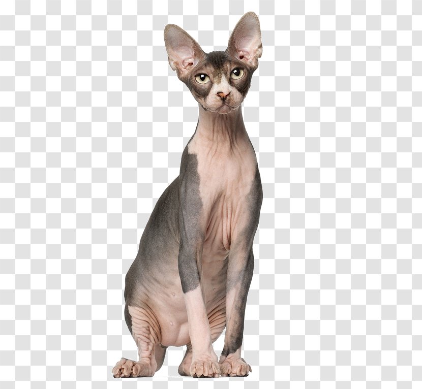 Dog And Cat - Oriental Shorthair - Devon Rex Longhair Transparent PNG