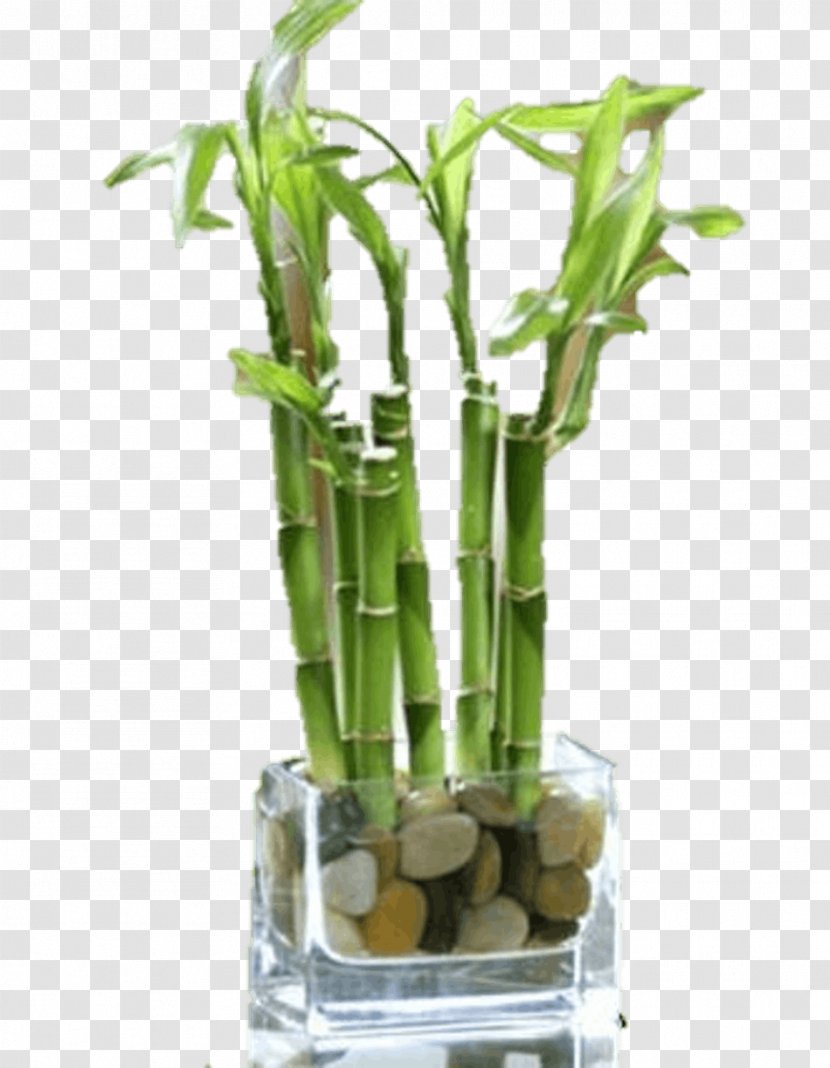 Wheaton Glen Ellyn Carol Stream West Chicago Floral Design - Cut Flowers - Lucky Bamboo Transparent PNG