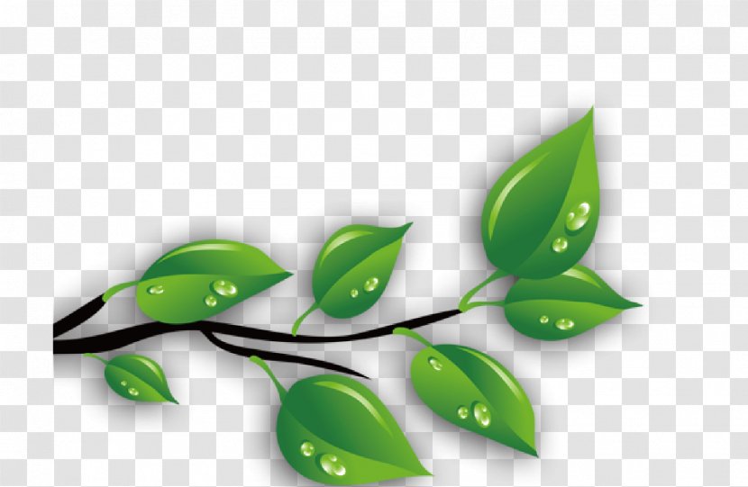 Green Leaves - Leaf - Water Transparent PNG