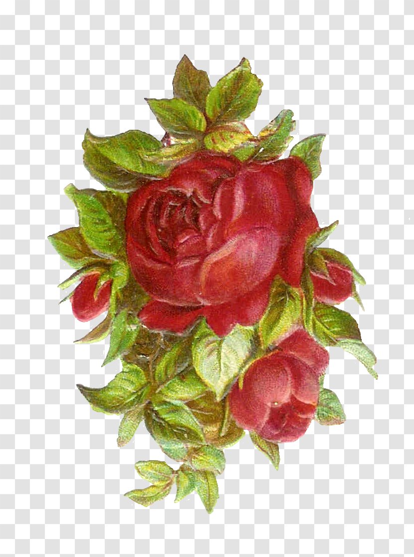 Rose Antique Pink Clip Art - Floristry - Vintage Roses Images Transparent PNG