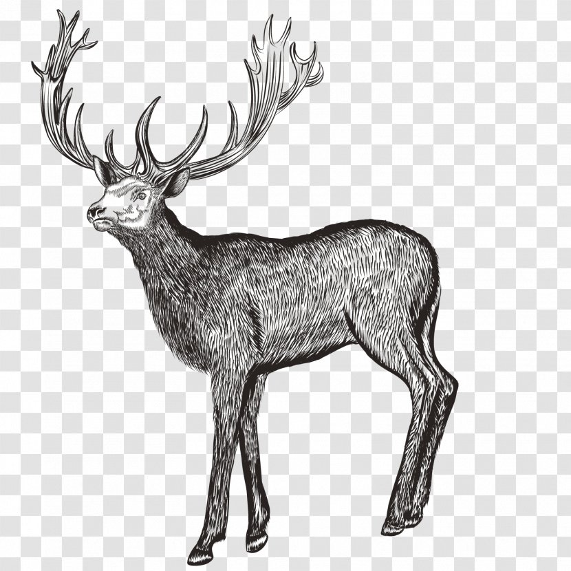 Deer Drawing Photography Illustration - Reindeer - Vector Transparent PNG