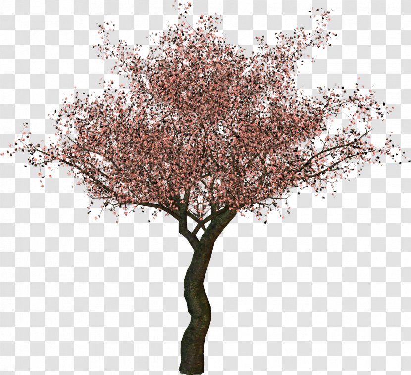 Twig Plum Blossom Tree Clip Art - Data Transparent PNG