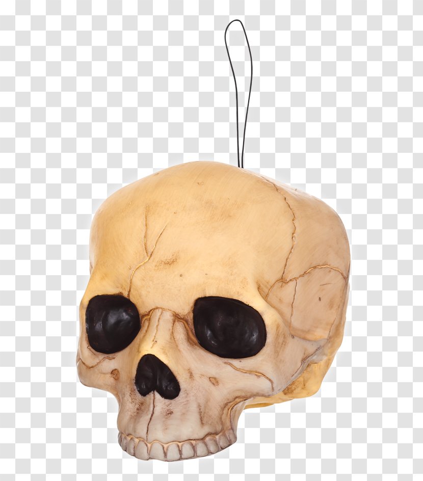 Skull - Bone Transparent PNG