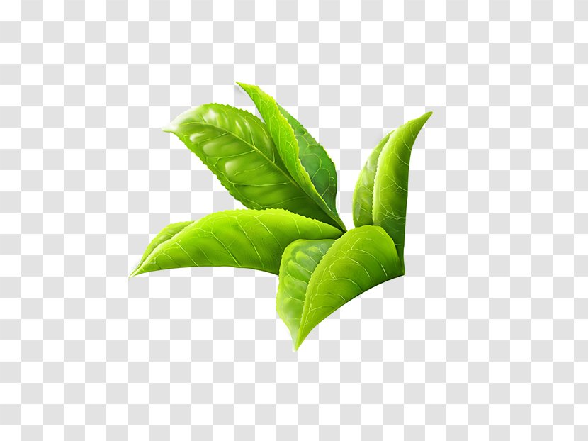 Green Tea Masala Chai White Leaf - Herbal - WATERCOLOR LEAF Transparent PNG