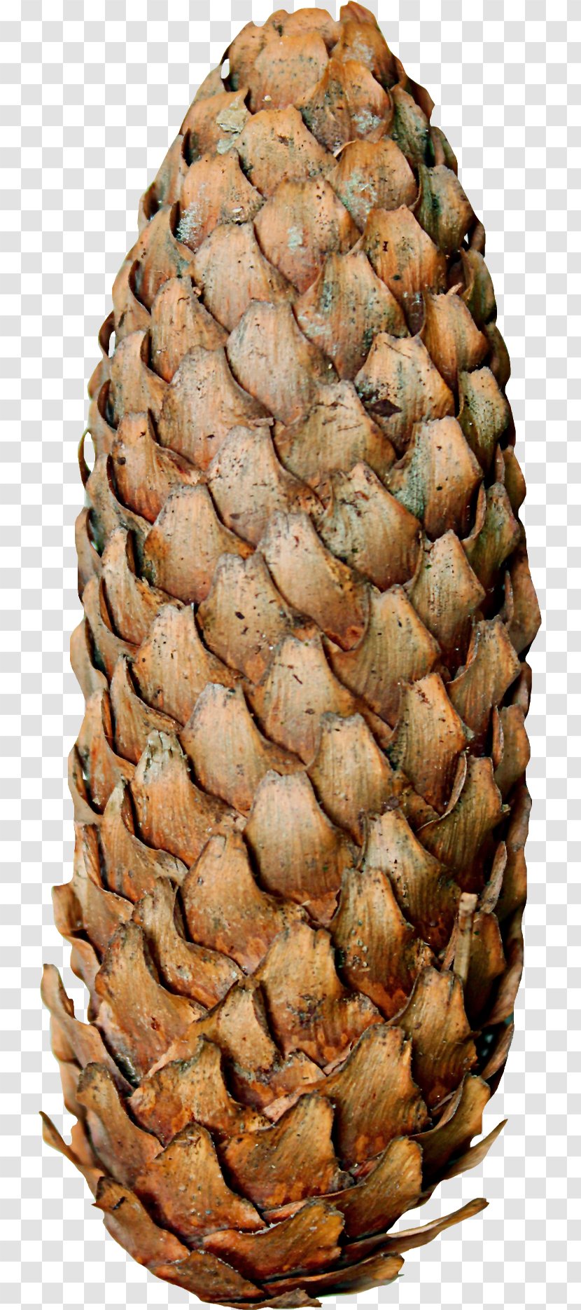 Conifer Cone - Tree - Pretty Long Cones Transparent PNG
