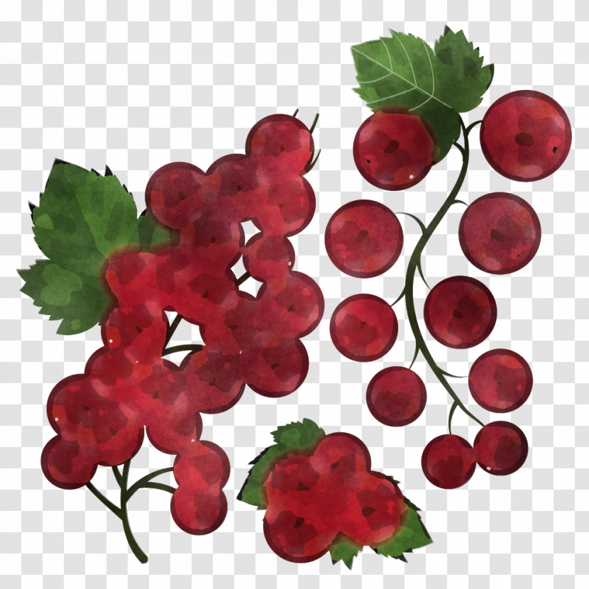 Berry Plant Currant Fruit Grape Leaves Transparent PNG