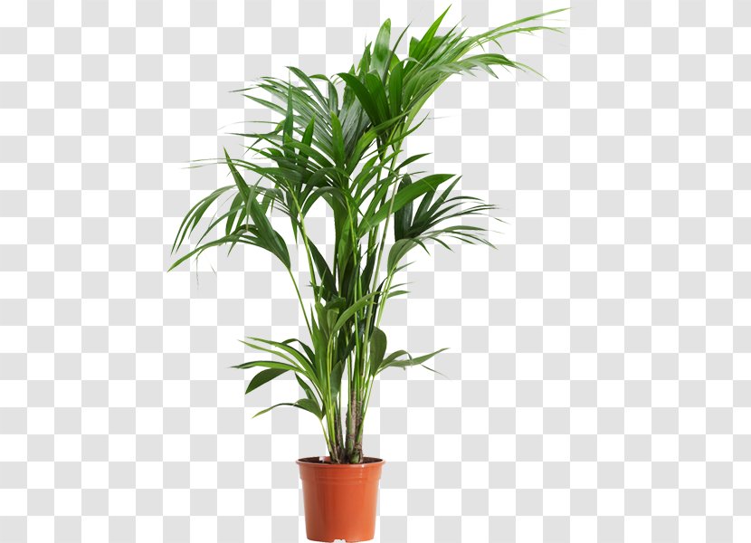 Rhapis Excelsa Palm Trees Areca Houseplant - Dracaena Fragrans - Tree Transparent PNG