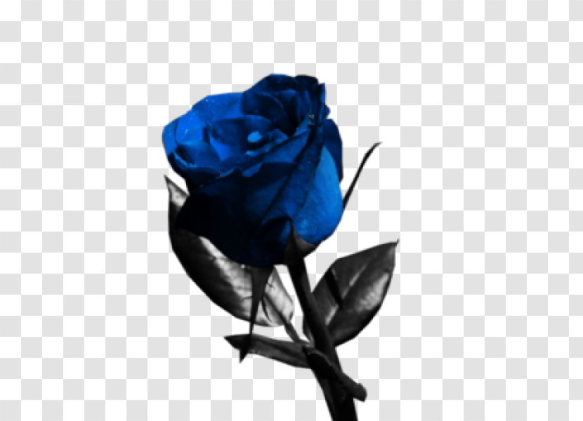 Blue Rose Flower Garden Roses - Exquisite Flowers Transparent PNG