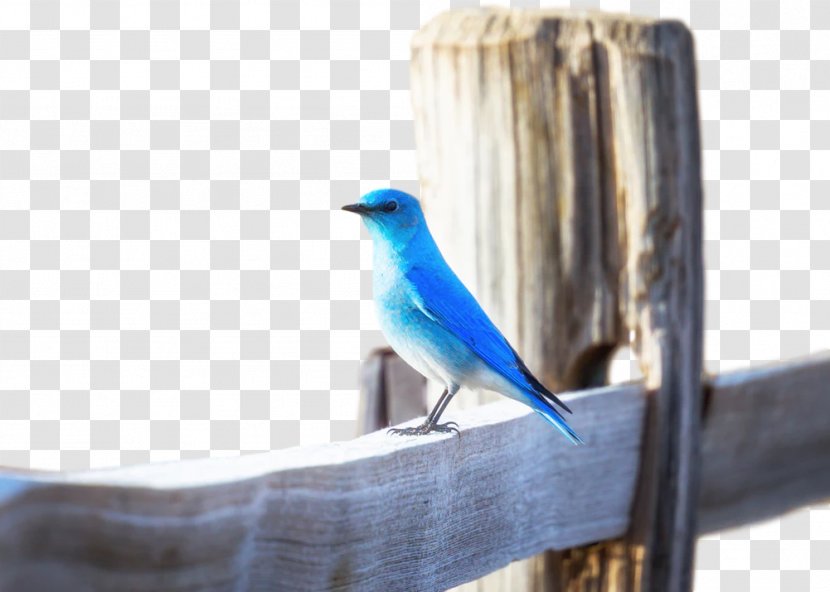 Blue Bird Pumpkin EatRight-LiveWell Mountain Bluebird Marketing - Beak - Feather Transparent PNG