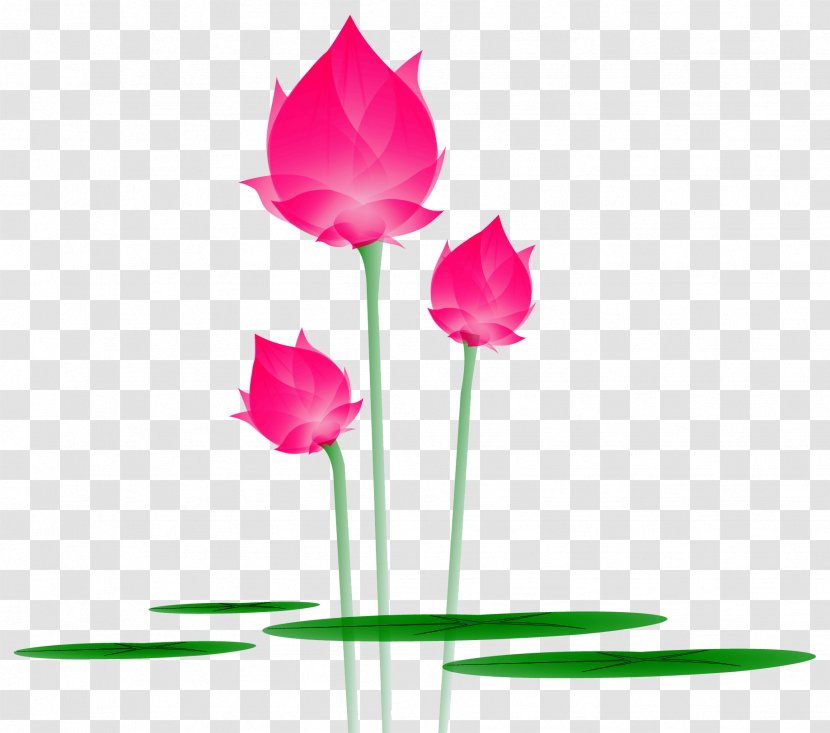 Water Lily Nelumbo Nucifera Flower - Lilium - Free To Pull Cartoon Lotus Decoration Pattern Transparent PNG