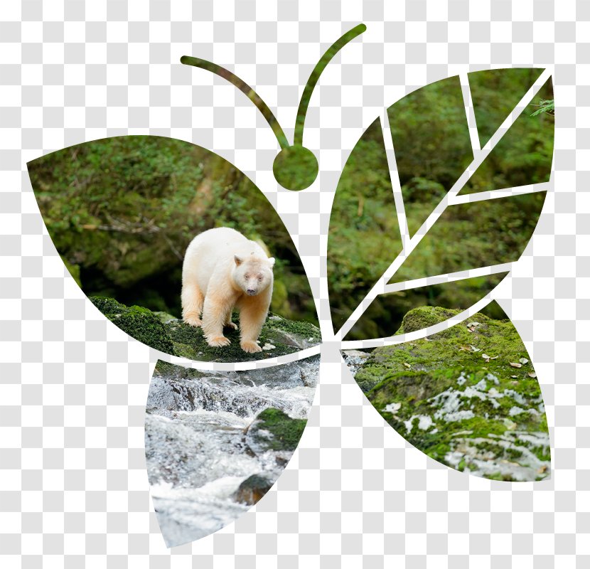 Bear Fauna Wildlife - Sprit Transparent PNG