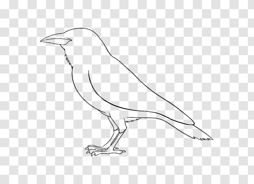 Magical Drawings Line Art How To Draw A Mouse Sketch - Black And White - Bird Transparent PNG
