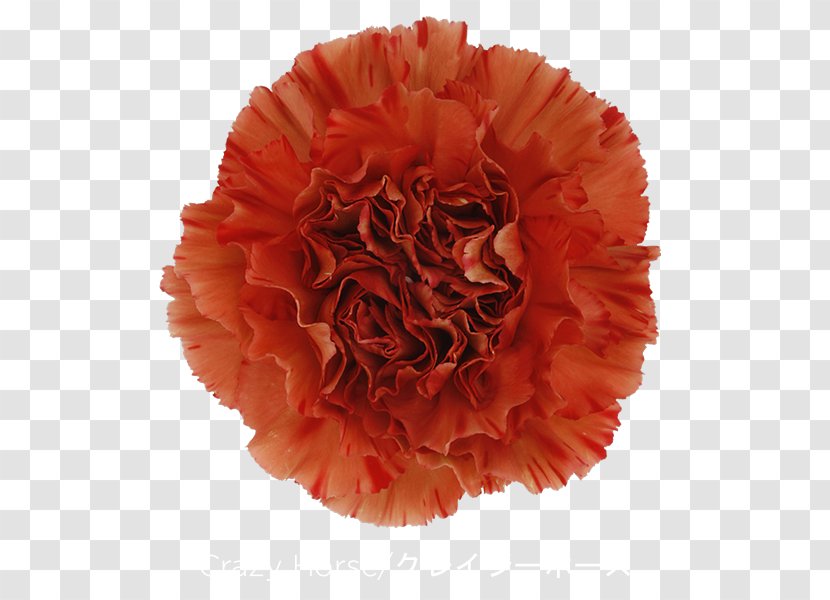 Carnation Cut Flowers Perri Farms Wholesale Petal Krakatoa - Amflora - Flower Transparent PNG