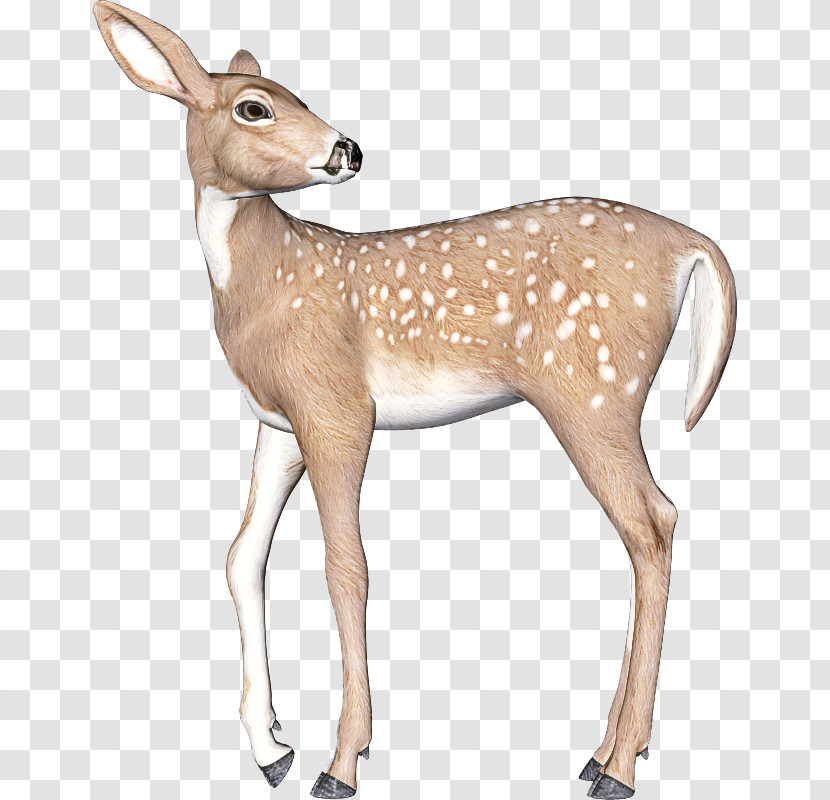 Deer Wildlife Antelope White-tailed Deer Fawn Transparent PNG