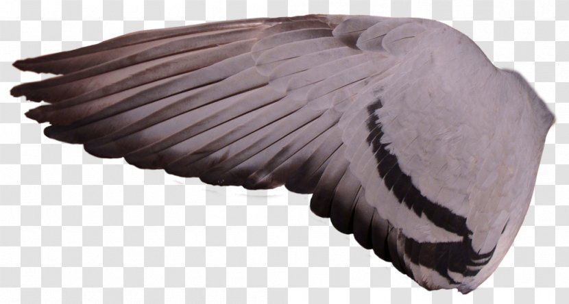 Columbidae Racing Homer Bird Wing Feral Pigeon Transparent PNG