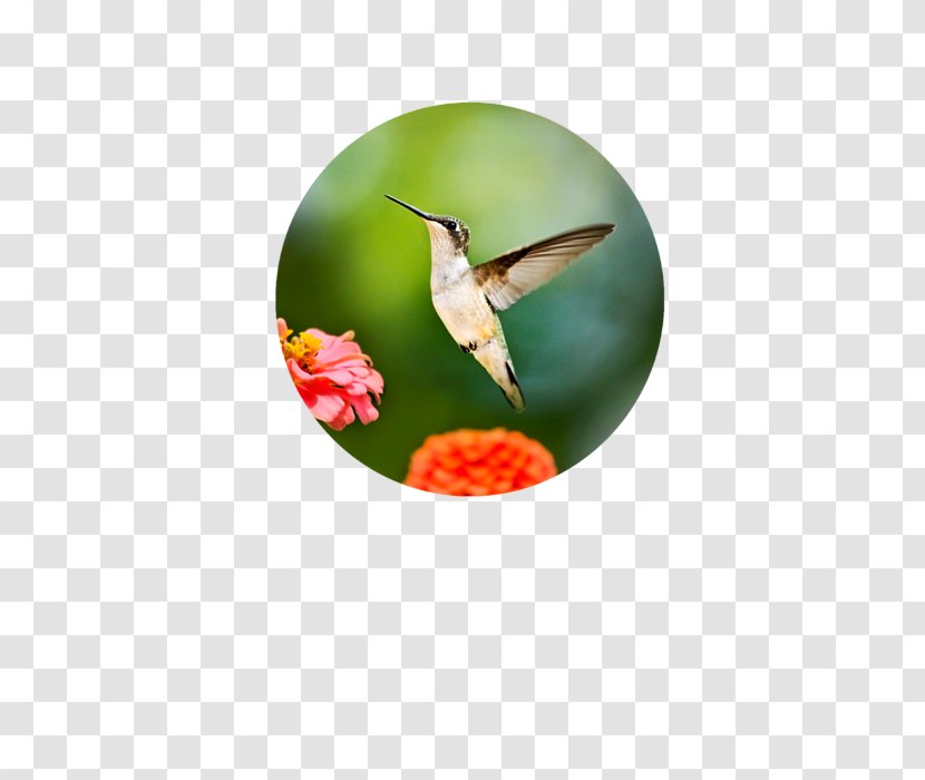 Hummingbird Photography Photographic Printing - M Transparent PNG