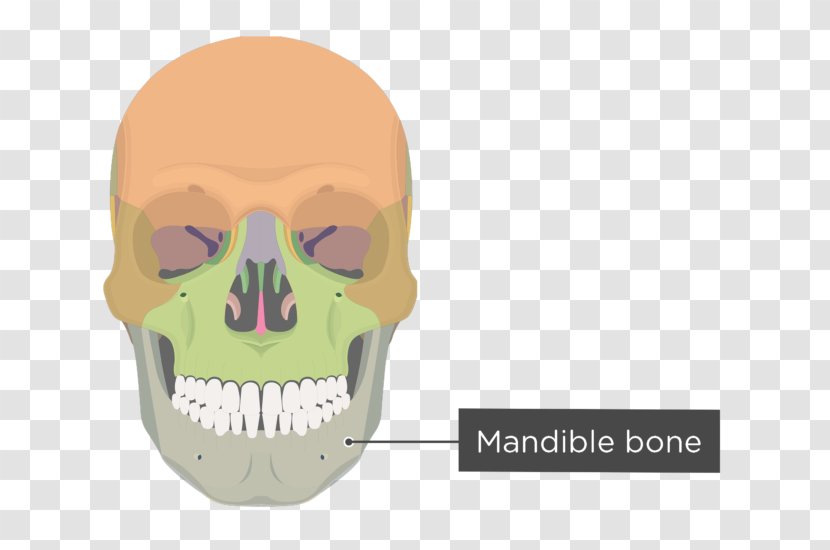 Zygomatic Bone Process Of Maxilla Temporal - Arch - Skull Transparent PNG