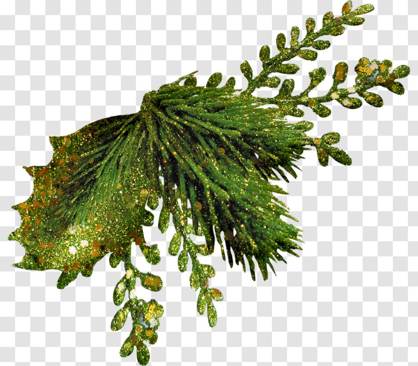 Christmas Fir Evergreen Leaf Clip Art - Conifer Transparent PNG